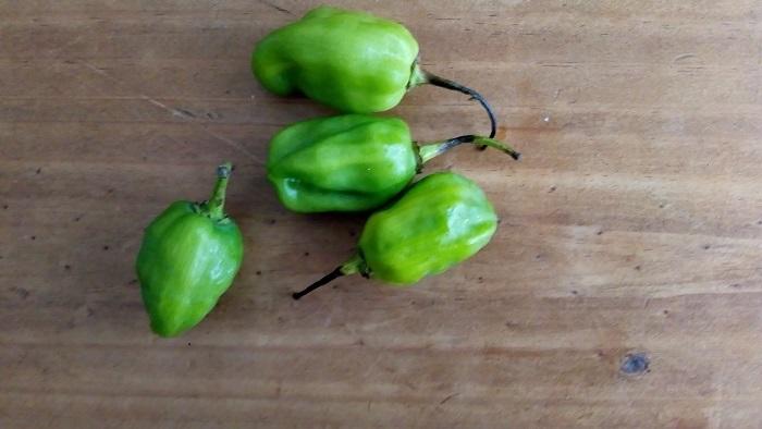 食べ比べメキシコ料理のおつまみ盛り合わせ 6人前セットの通販メキシコ料理うまい！世界のお肉の卸売 ミートエキスプレス