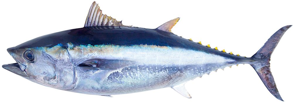 オーストラリア産 天然生みなみまぐろ」を２１９店舗※１ で販売イオン株式会社のプレスリリース