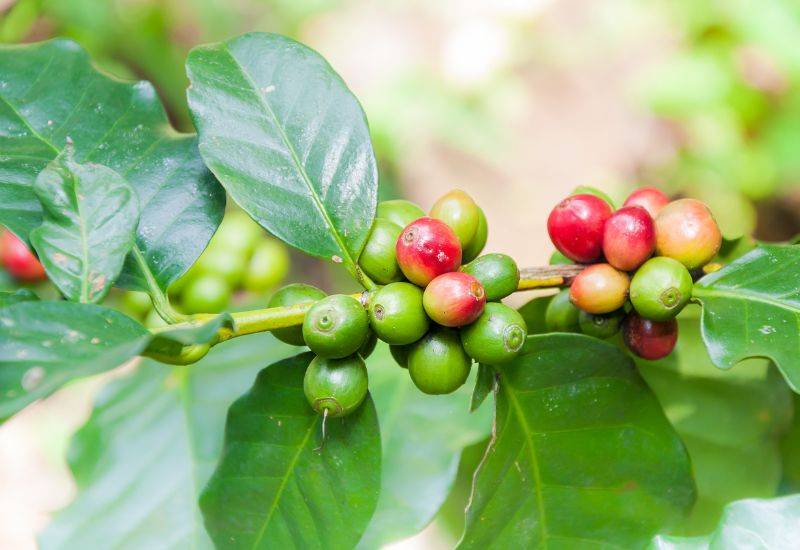 観葉・多肉,コーヒーの木の購入なら赤塚植物園オンライン 花の音花苗・ガーデニング・園芸商品の通販サイト