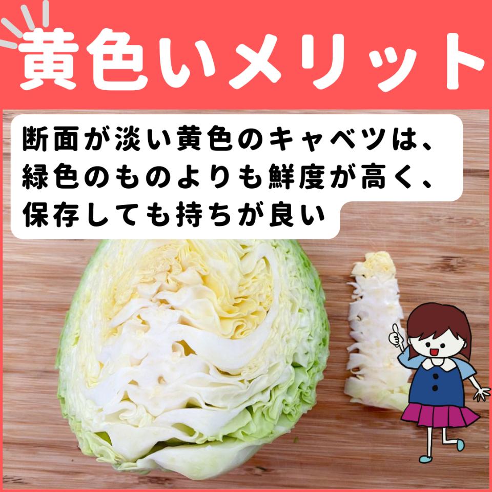 おいしい春キャベツはこう選ぶ！ハズレ知らずの見分け方を野菜ソムリエが伝授！ - macaroni