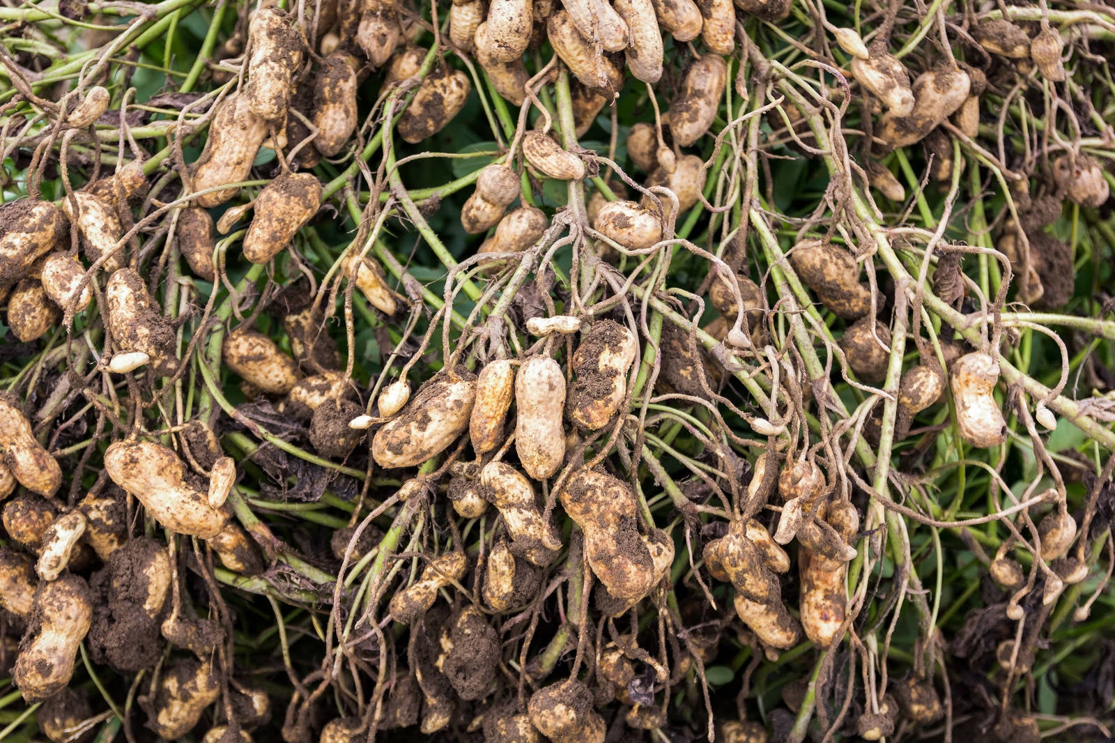 ピーナツ畑見守る あの人は ？ 伊江、地域で話題に - 琉球新報デジタル