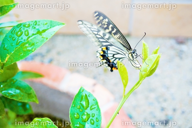 今後ニシンの群来が見れそうなところNow Experience