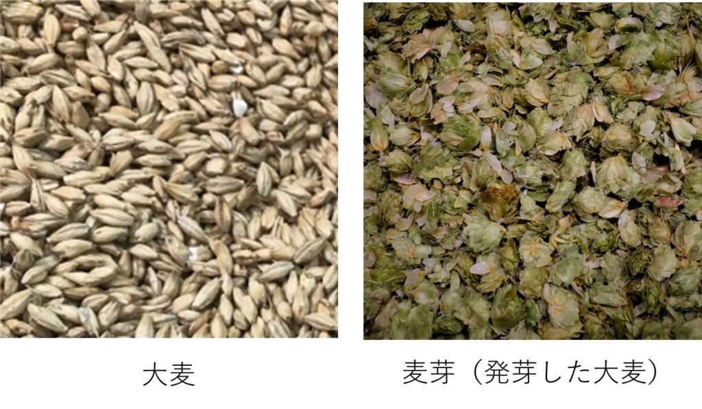 ライ麦について小麦豆知識・歴史日東富士製粉株式会社