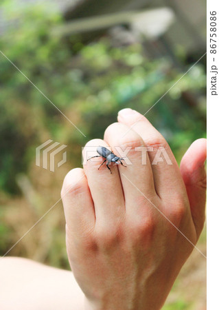 メタリフェルホソアカクワガタの飼育 幼虫飼育＆産卵方法Shiho的見解：2020年度版- クワガタ・カブトムシ飼育情報：月夜野きのこ園