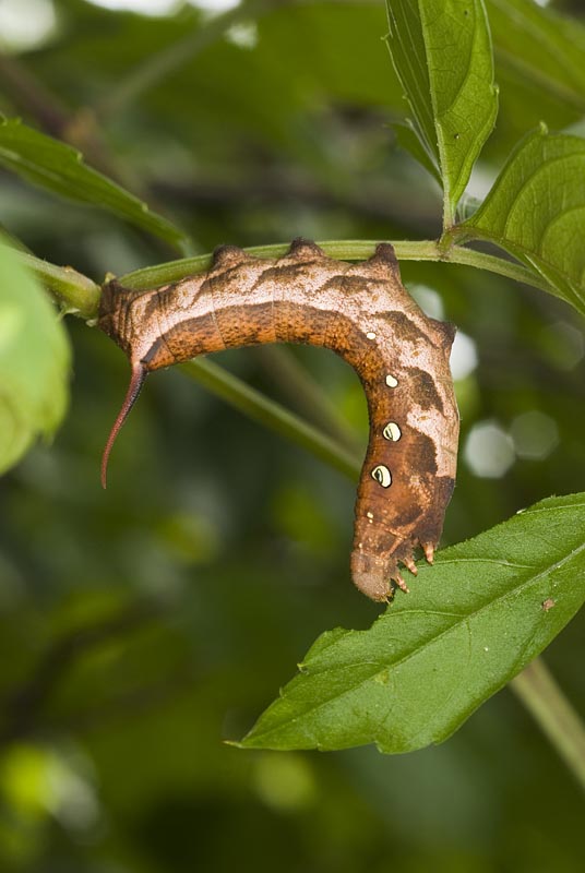 コスズメの飼育観察 ４個体全て羽化！虫の生態に惹かれて