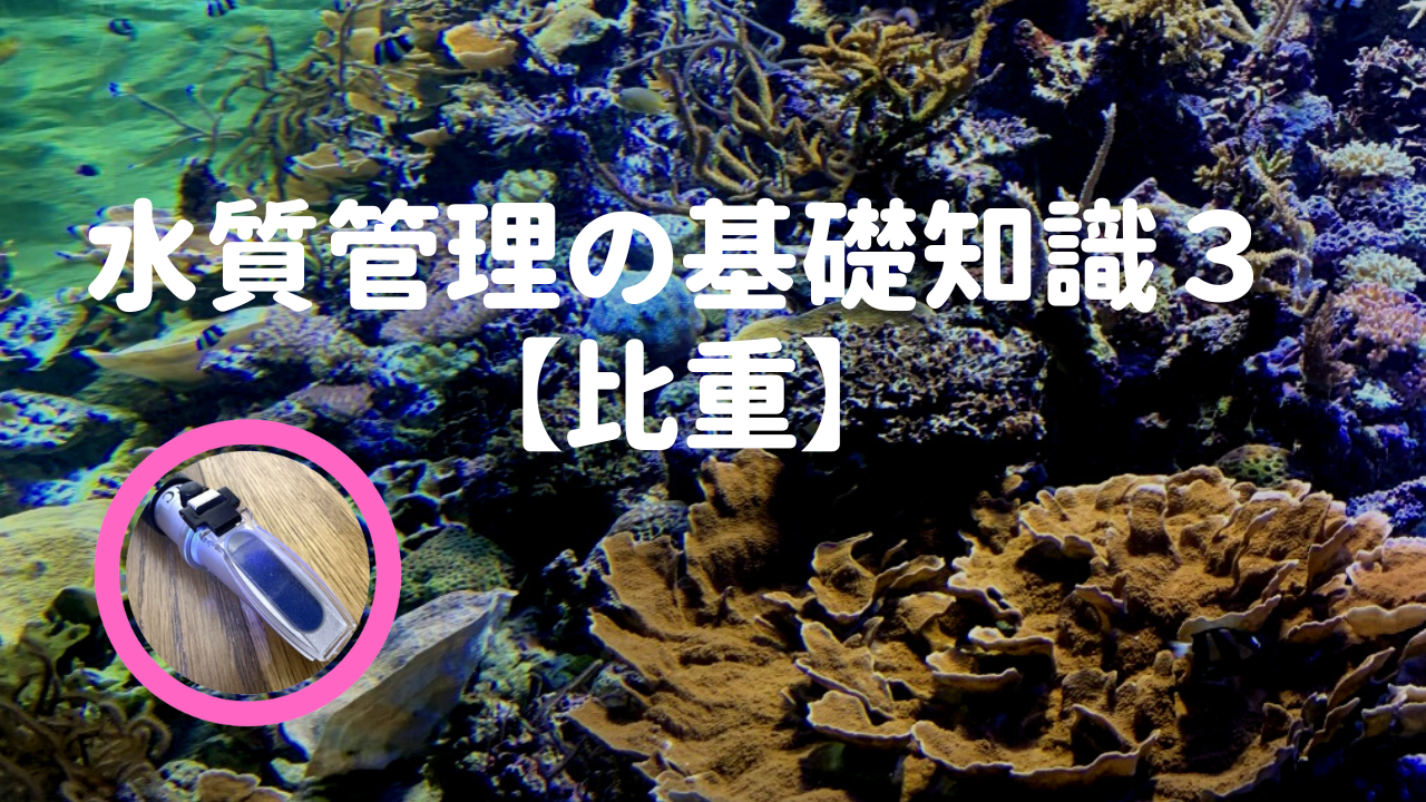 海水の塩分濃度は?あさりの砂抜きや魚の飼育のための海水の作り方もSHINE+ 暮らしを磨く
