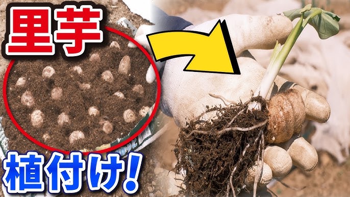 京芋の芽出し光合成のメグミ®️