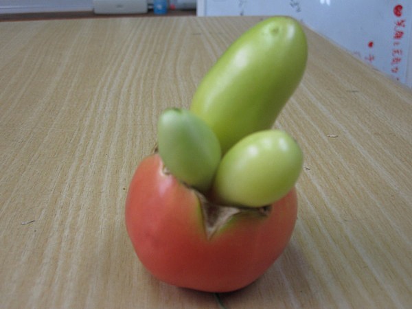 トマト、面白い漫画、野菜 無料画像 - Public Domain Pictures