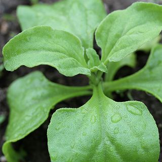 アイスプラントの育て方イケダグリーンセンターの育成ポイント