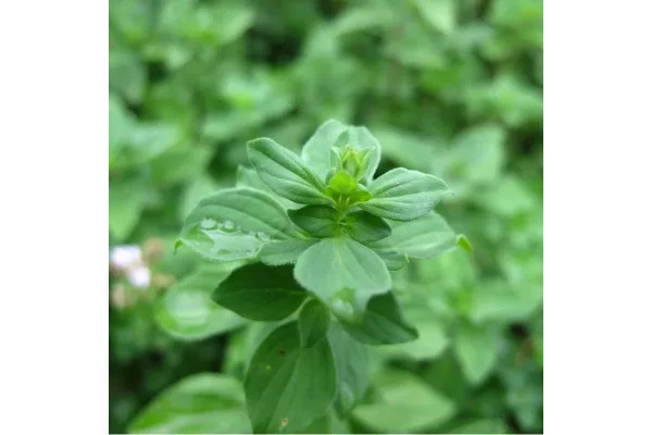 オレガノの判定方法Origanum vulgare