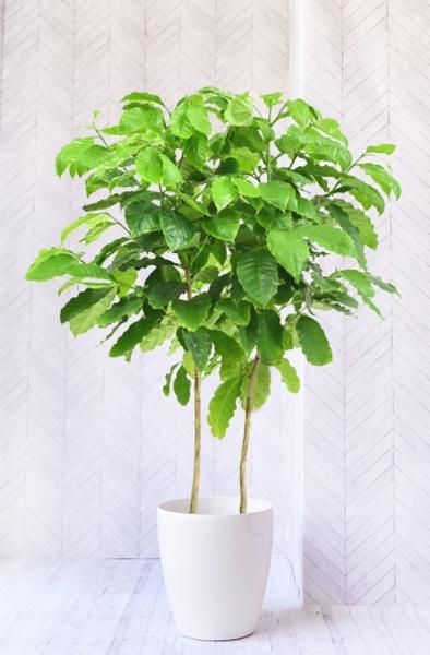 コーヒーの木の葉が黄色くなる苗木部の部室 〜苗木、育てよう〜 By 花ひろばオンライン