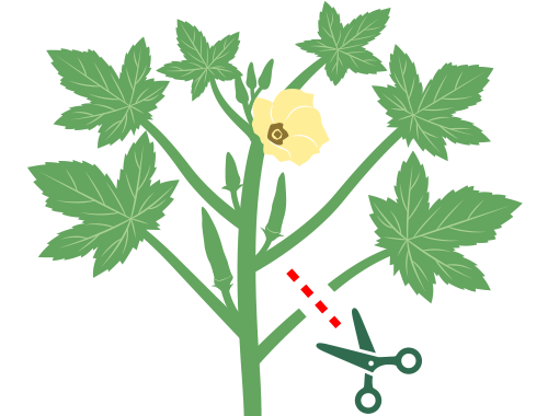 オクラの育て方家庭菜園サントリーフラワーズ