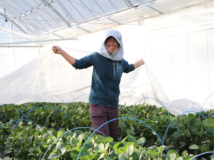 ハウスイチゴと蜜蜂協立エアテック
