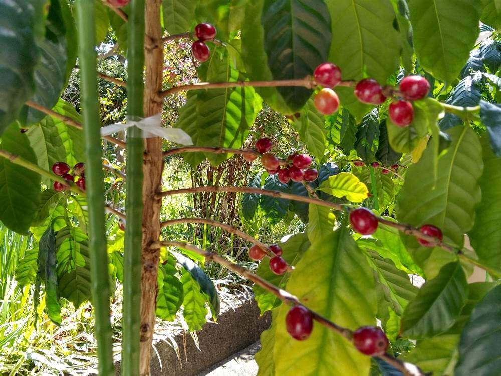 コーヒーの花と実