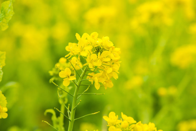 0円食材 河川敷の菜の花を食べる。葉は漬物に根はおろしに