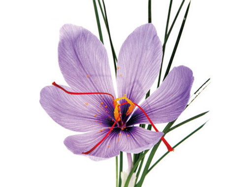 Amazonチュニジア サフランサフラワー10g ハラル認証 本格手作り チュニジア料理 モロッコ フランス 香辛料 色付け 香りづけPremium Tunisian Saffron Threads 10gSufflower, Super Negin Grade forCulinary use such as Tea, Paella Rice, Risotto, Tachin