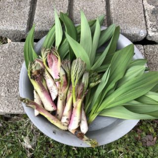 激安だった園芸店 「花のまつうら」西洋芝diary