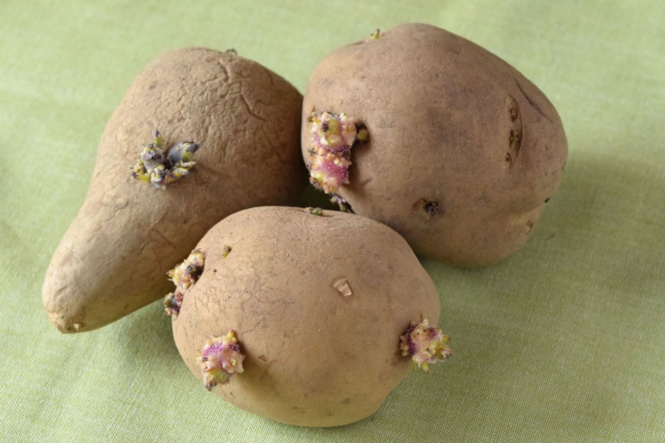 使いそびれた芽が出たじゃがいも、植えてみました。繭玉ブログ