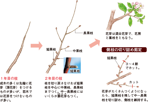 リンゴの町の苹果染め体験ワークショップ - いいづなコネクト - 人を結び縁をつなぐ地域の拠点