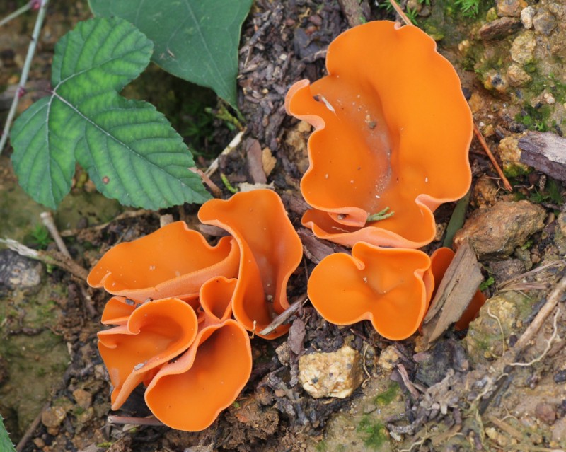 クロチャワンタケ 黒茶椀茸