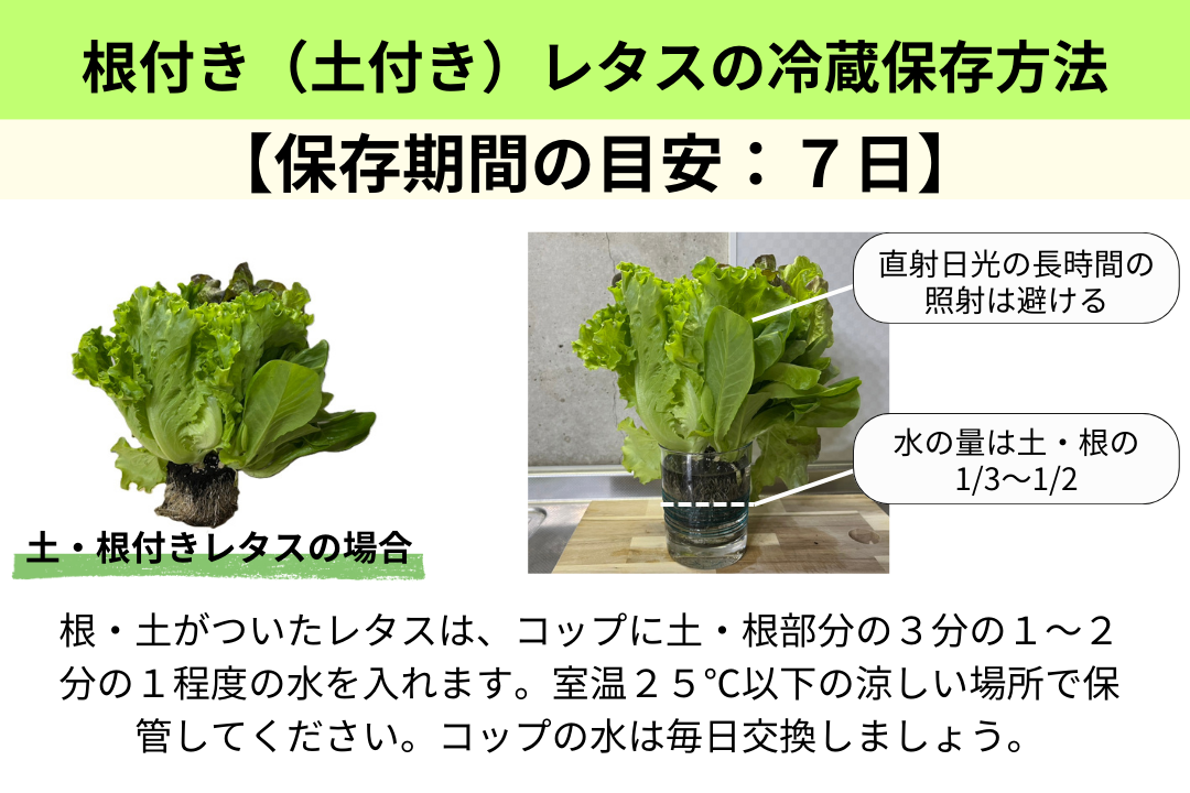 サニーレタス保存