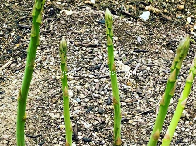 アスパラガス 苗 超特大株 1株 本年収穫可能 素掘り株 素掘り苗 種株 株 アスパラ 家庭菜園-花の大和オンラインショップ