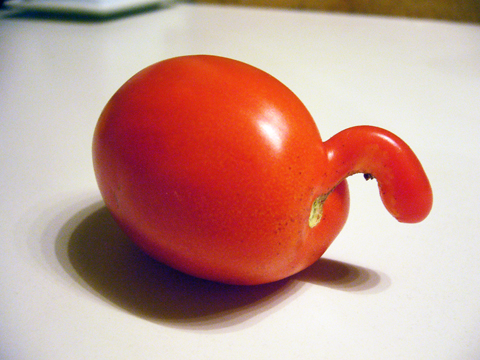 makomo おもしろ絵本「トマトのはなし」 - タコシェオンラインショップ