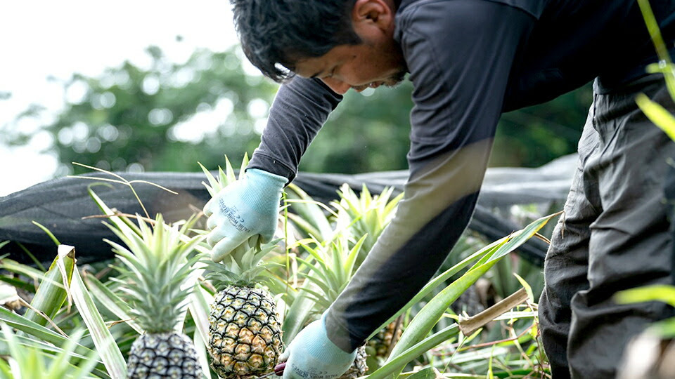 パイナップルの育て方栽培のコツや苗木の植え付け方法は?HORTI by GreenSnap