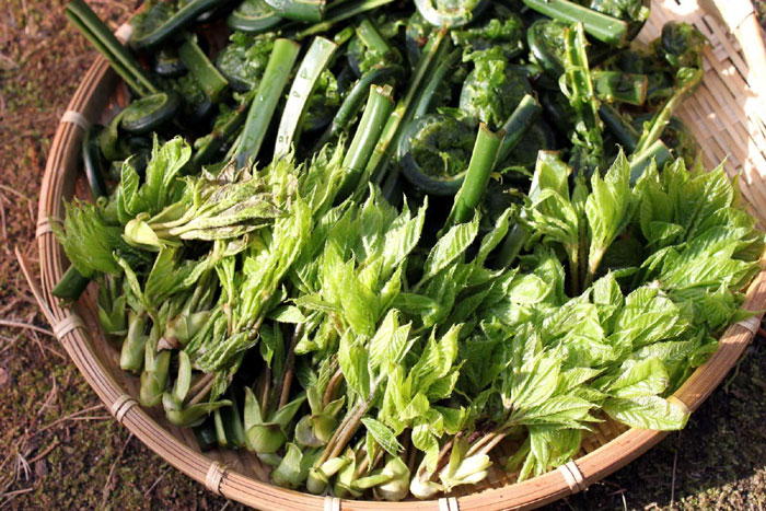 白木の芽 コシアブラ 混ぜご飯 by うりしおクックパッド簡単おいしいみんなのレシピが392万品