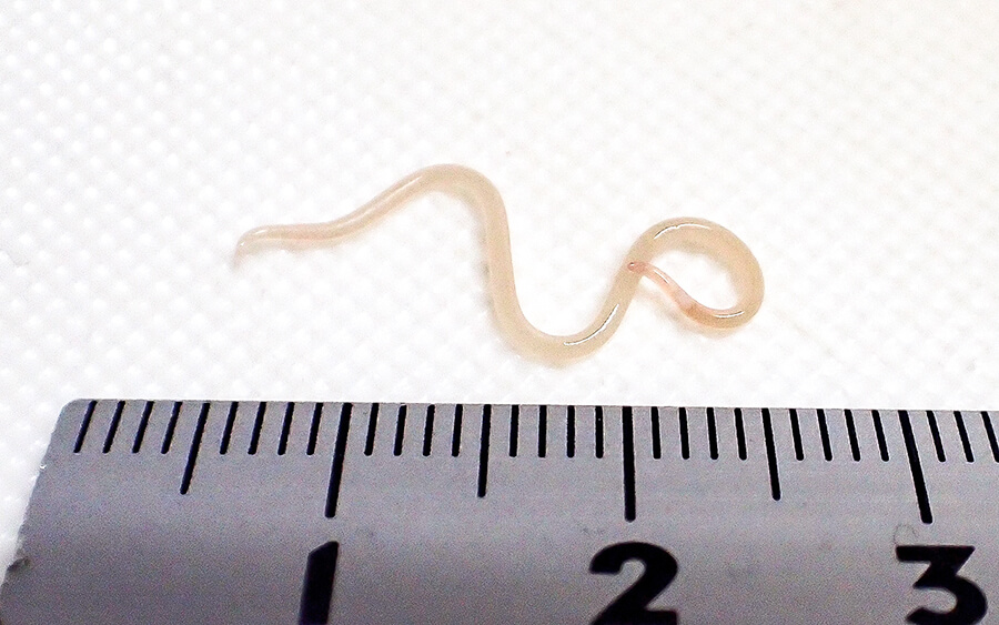 アニサキスが身に埋まっている現象アニサキスチェッカーや消臭器の販売 ブラウエ・ライタージャパン