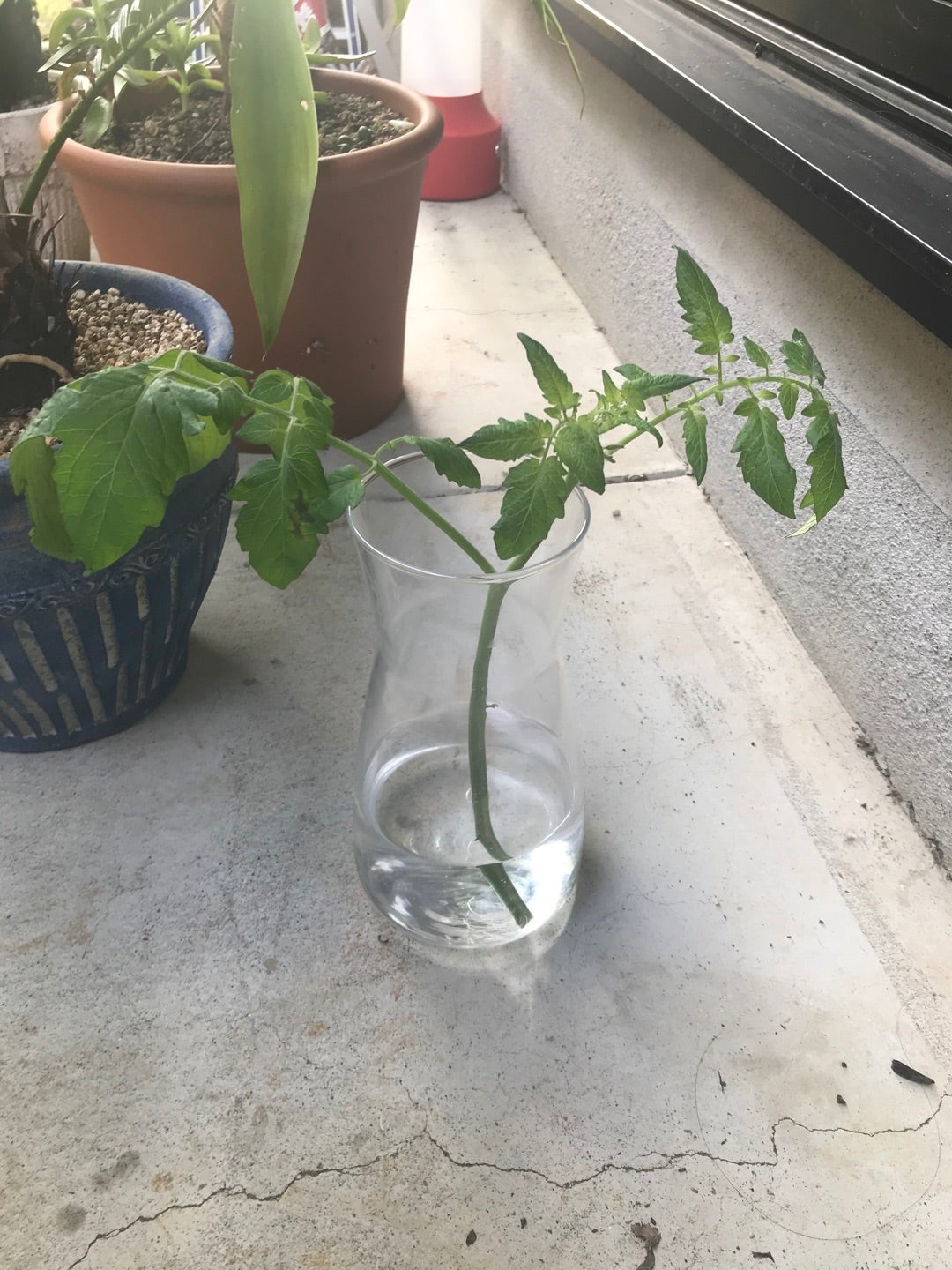 トマトの栽培・家庭菜園 脇芽は？時期は？バジルと植える??