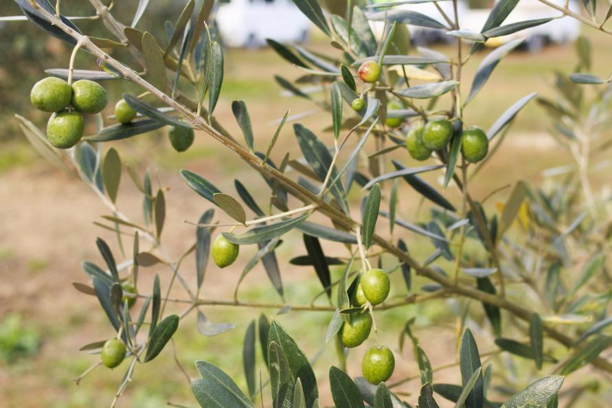 小豆島新漬けオリーブ解禁 10 11〜販売開始!カサイホールディングス株式会社