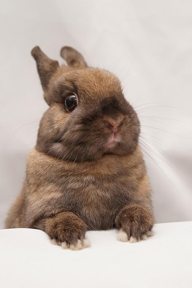 焦茶こげちゃ- あの色図鑑