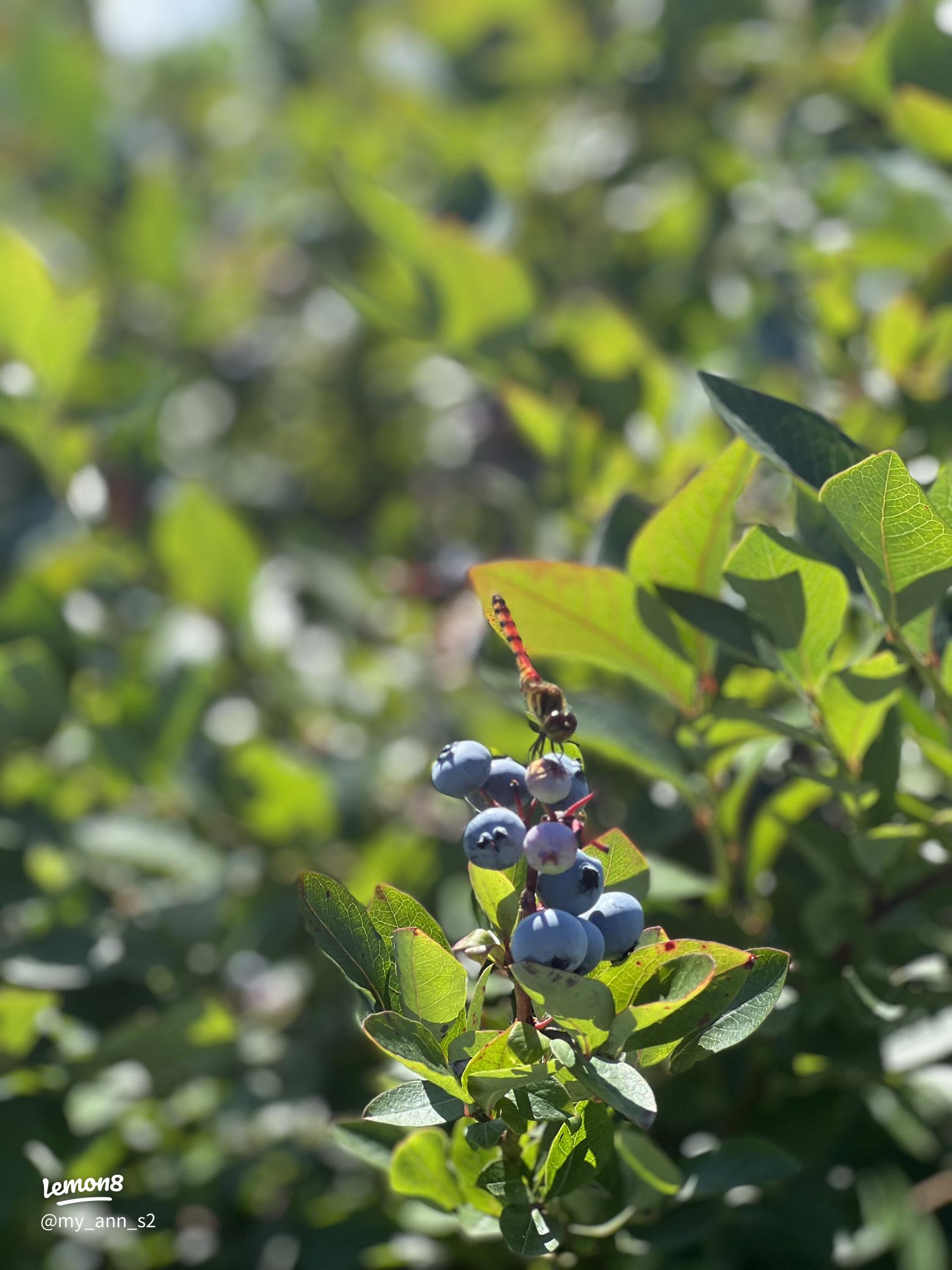 果物狩りの時期まとめ 旬をチェックしてフルーツ狩りを楽しもうGo! NAGANO 長野県公式観光サイト