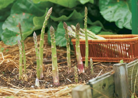 アスパラガスの美味しさと保存方法：最適な選び方から長期保存までのガイド食べレア北海道北海道の食材お取り寄せ通販サイト