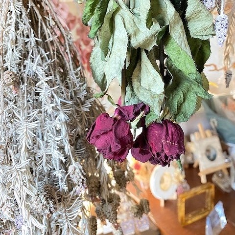 簡単 自宅でできる!ドライフラワーの作り方向いているお花・飾り方