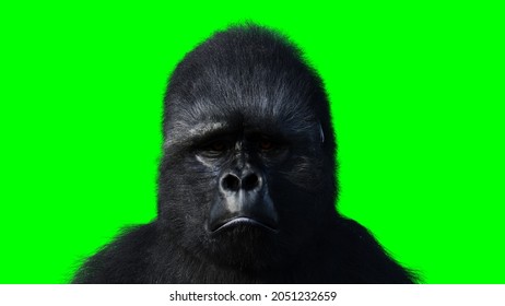 チキップダンサーズ☆フェスティバル」in ラ チッタデッラ ＜イベント開催レポート＞ほねチキンとスキップガエル先生の登場に大盛り上がり！サンエックス株式会社のプレスリリース