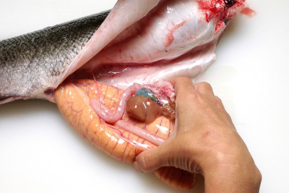 スズキのさばき方下処理&3枚おろしの方法をわかりやすく解説!コジカジ