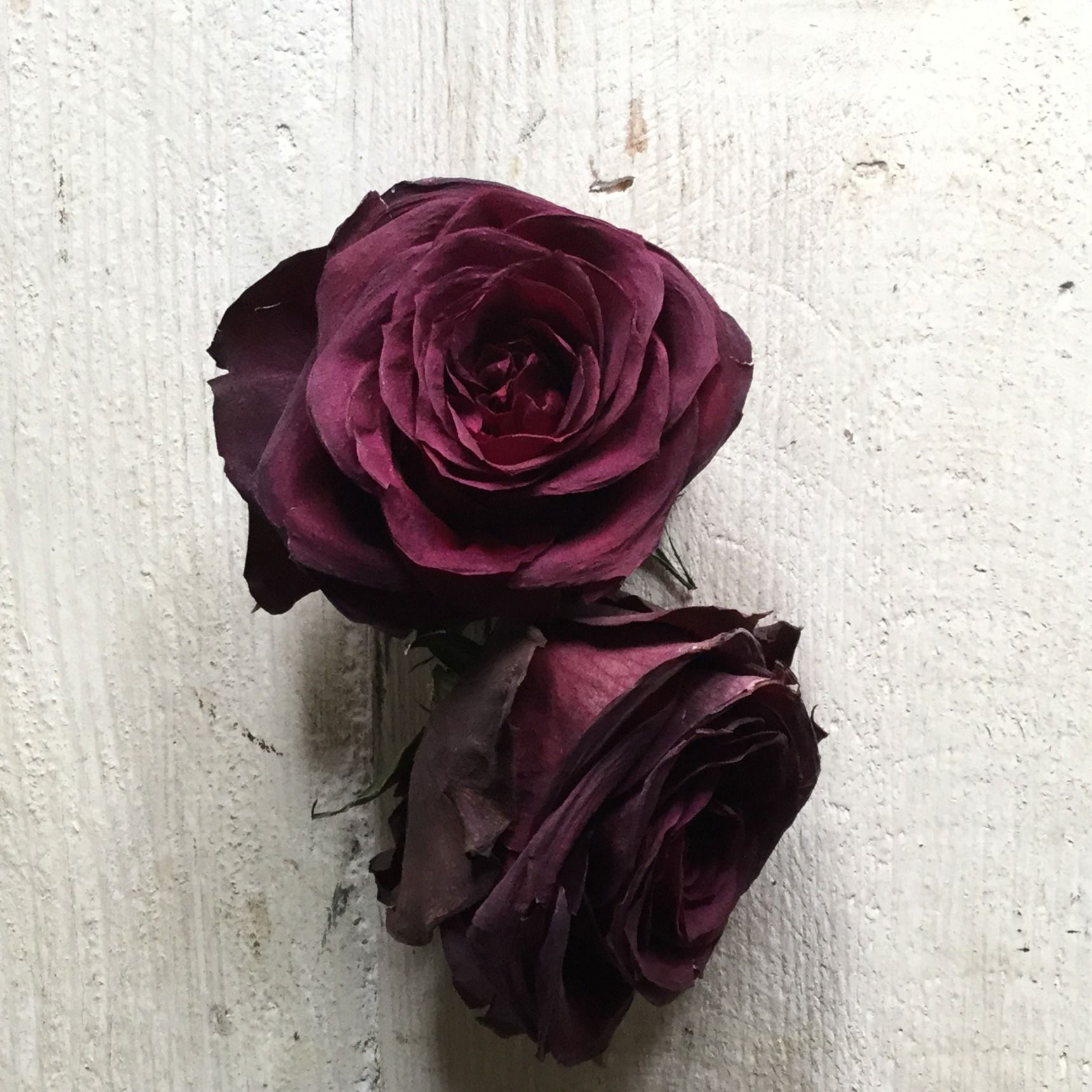 バラの、上手なドライフラワーの作り方と簡単アレンジGardenStoryガーデンストーリー