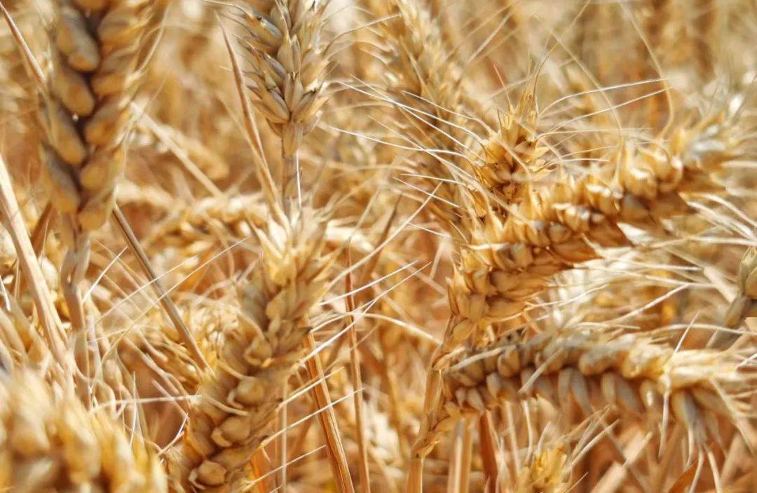 黄金麦穗照片-正版商用图片0cd25b-摄图新视界