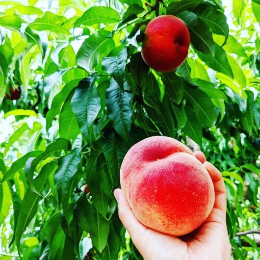 まんばのけんちゃん