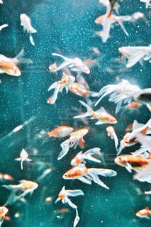 🐡本マグロさん❕タイムセールだよ〜❣️📷まるまるの虫 カメさん