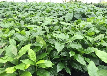 コーヒーの実からコーヒーを作ってみよう！＆実験イナゴマメでもコーヒーの味になるか試してみました