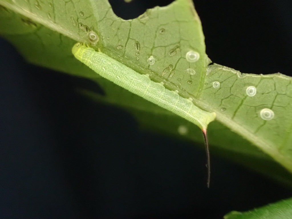 気まぐれ昆虫記－１