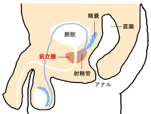 前立腺がん｜診療内容｜泌尿器科｜独立行政法人国立病院機構 京都医療センター