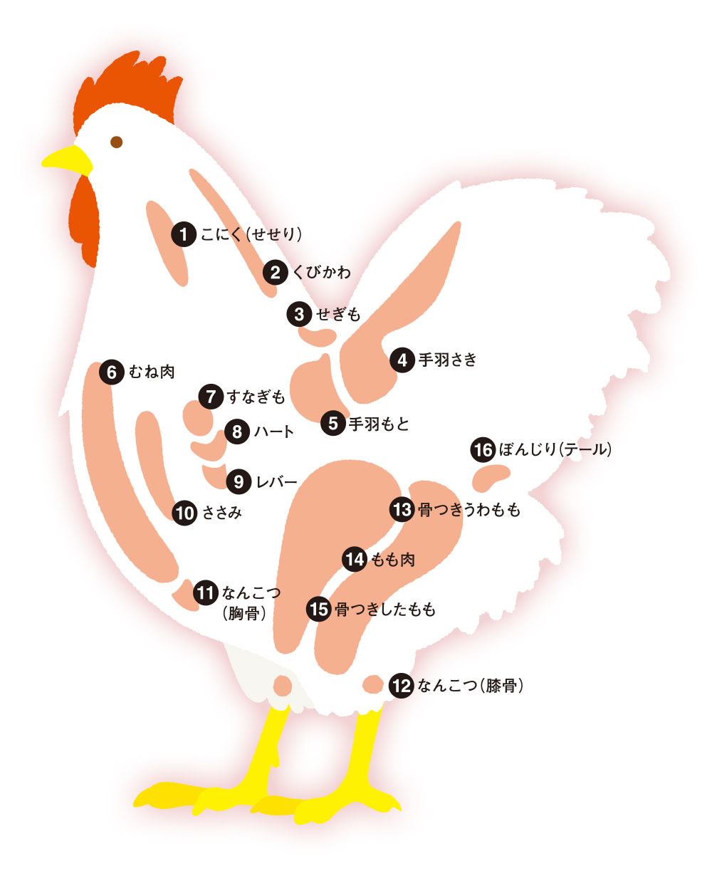 第1646回 『かしわ』って ⑵翆野 大地