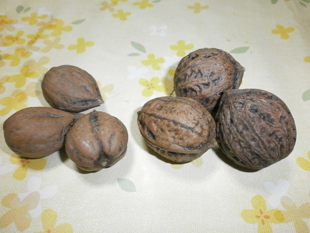 オニグルミ - 渡良瀬遊水地植物の会