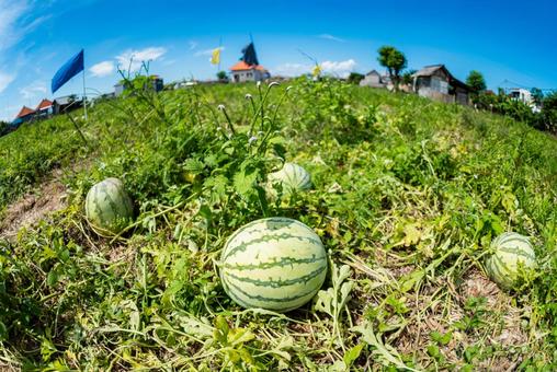 黄色いスイカを見たら思い出してくださいね農畜産物長野県のおいしい食べ方
