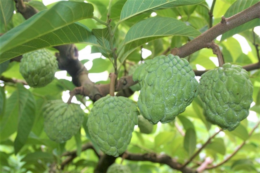 珍しい果物 いくつ知っていますか?みなとの野菜大辞典