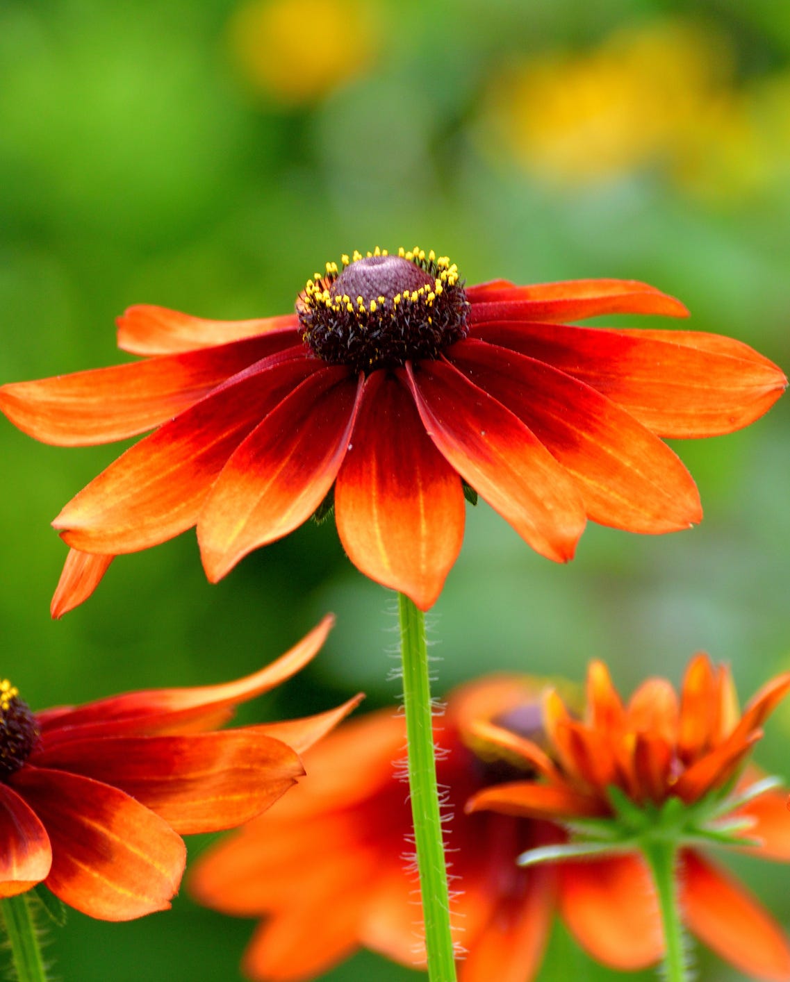 夏の花・長谷寺: お散歩アルバム・dolce vita